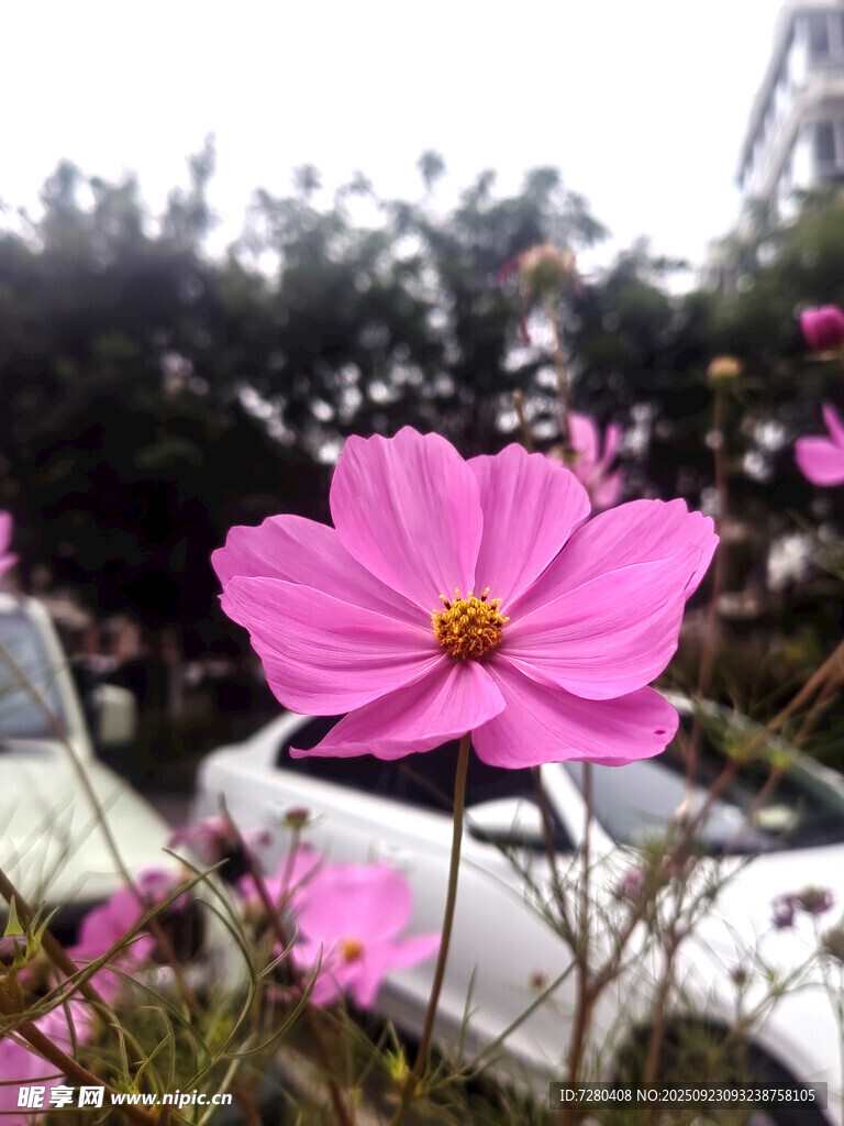 路边绽放的美丽粉色花朵