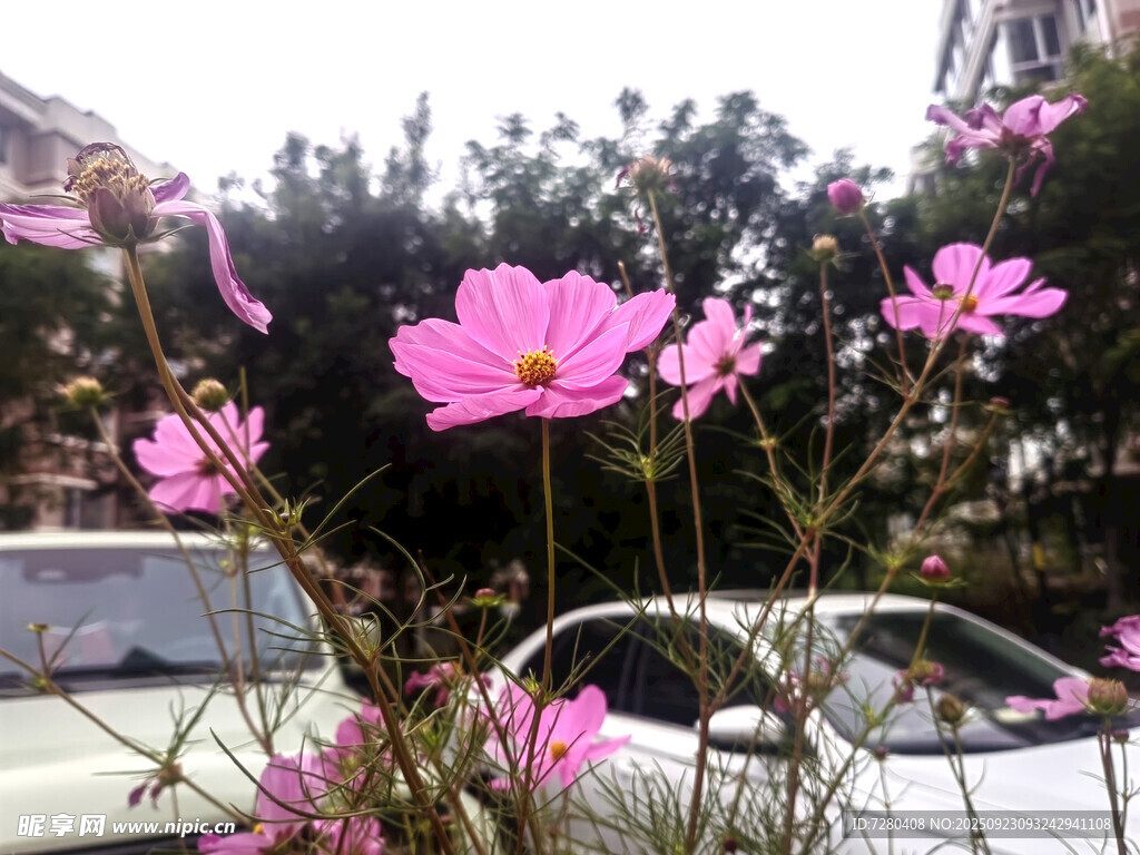 路边绽放的美丽粉色花朵