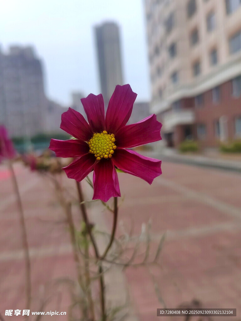 城市中绽放的艳丽格桑花