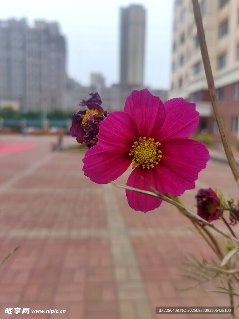 城市中绽放的娇艳粉色花朵