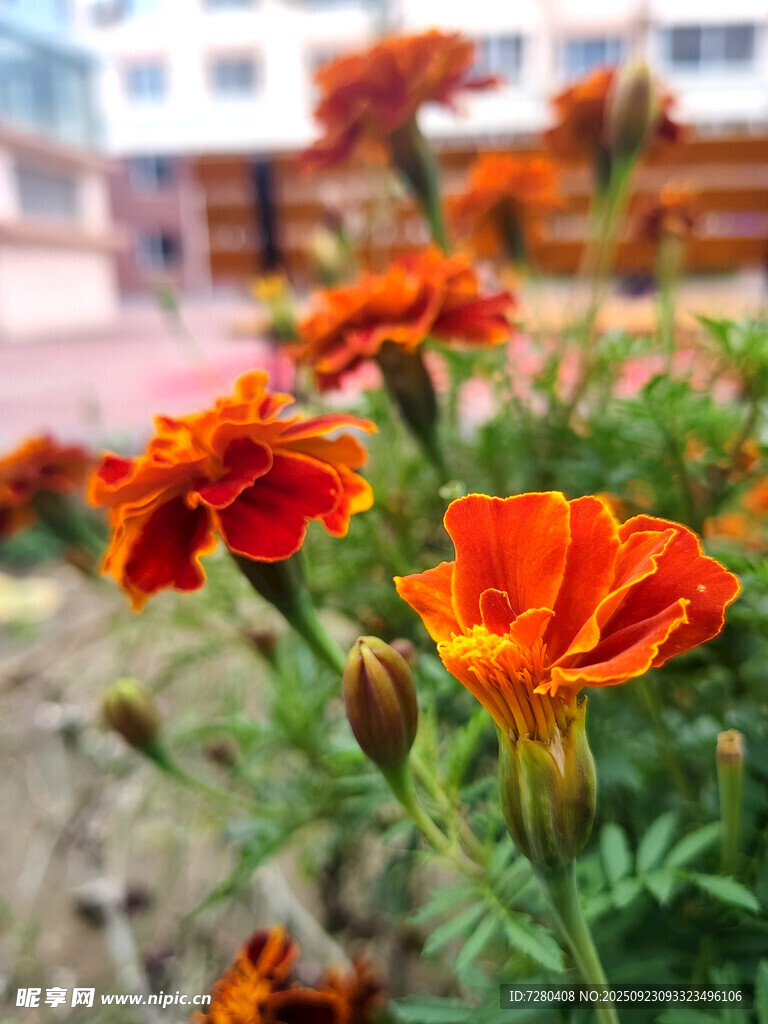 鲜艳绽放的橙色万寿菊