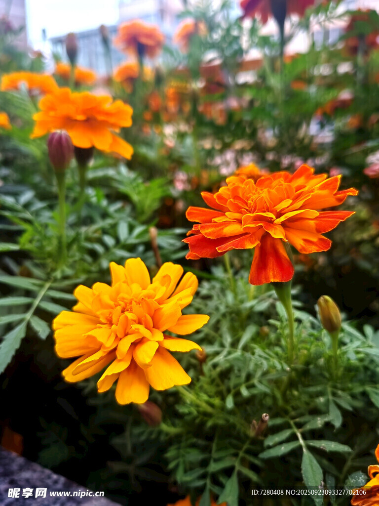 鲜艳万寿菊绽放生机