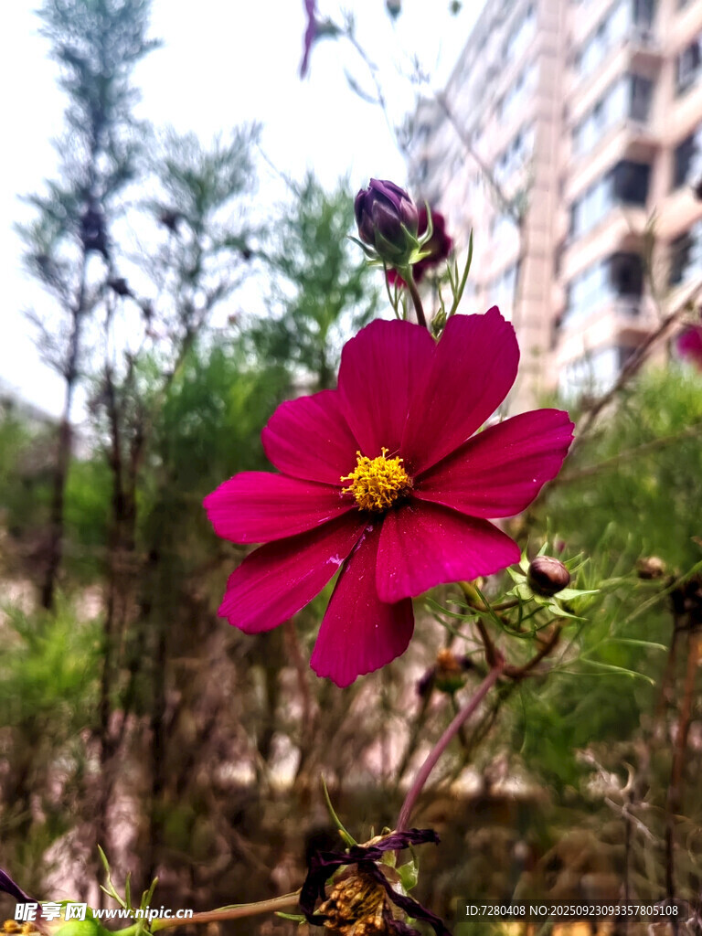 娇艳格桑花绽于绿植间