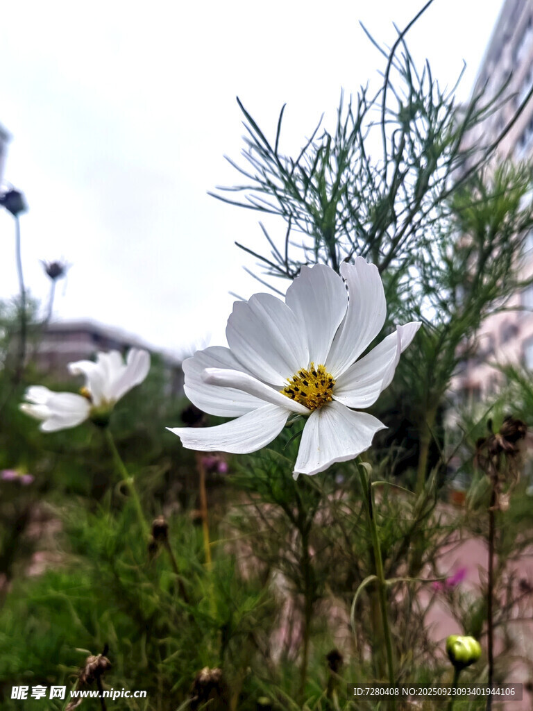 白色波斯菊绽放于草丛