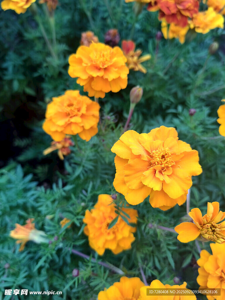 鲜艳万寿菊绽放