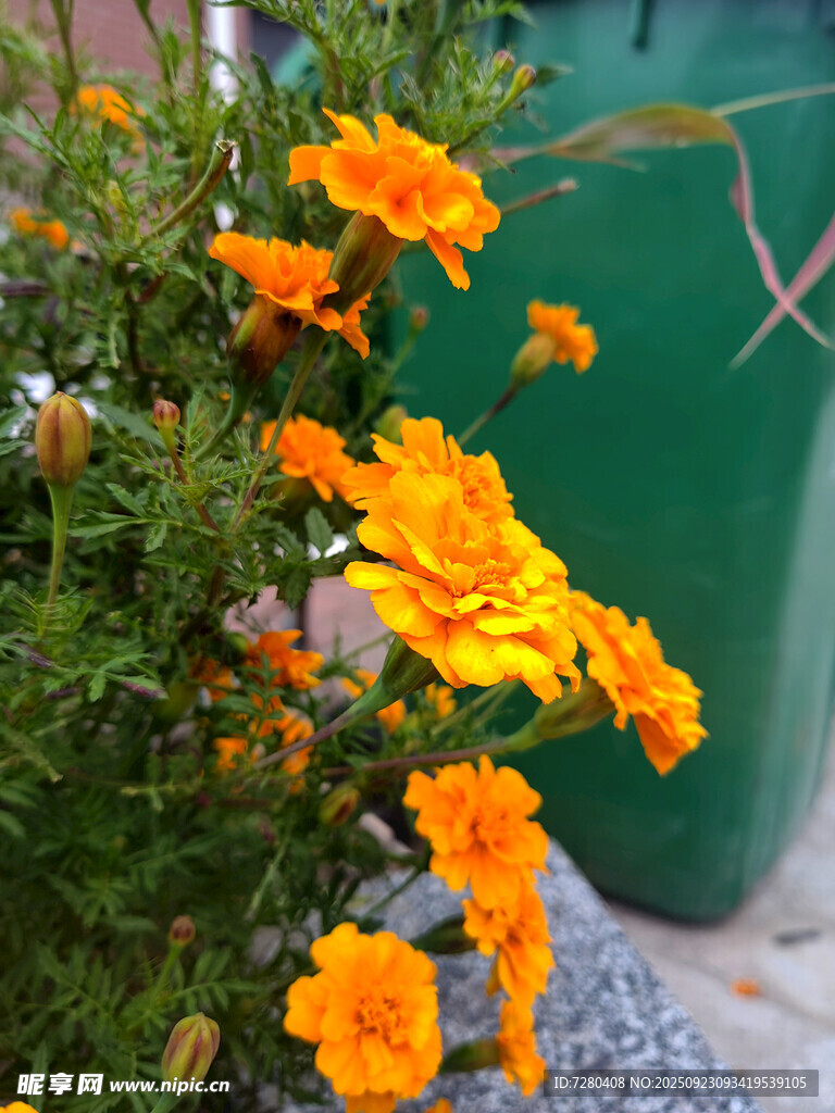 绽放的橙色万寿菊