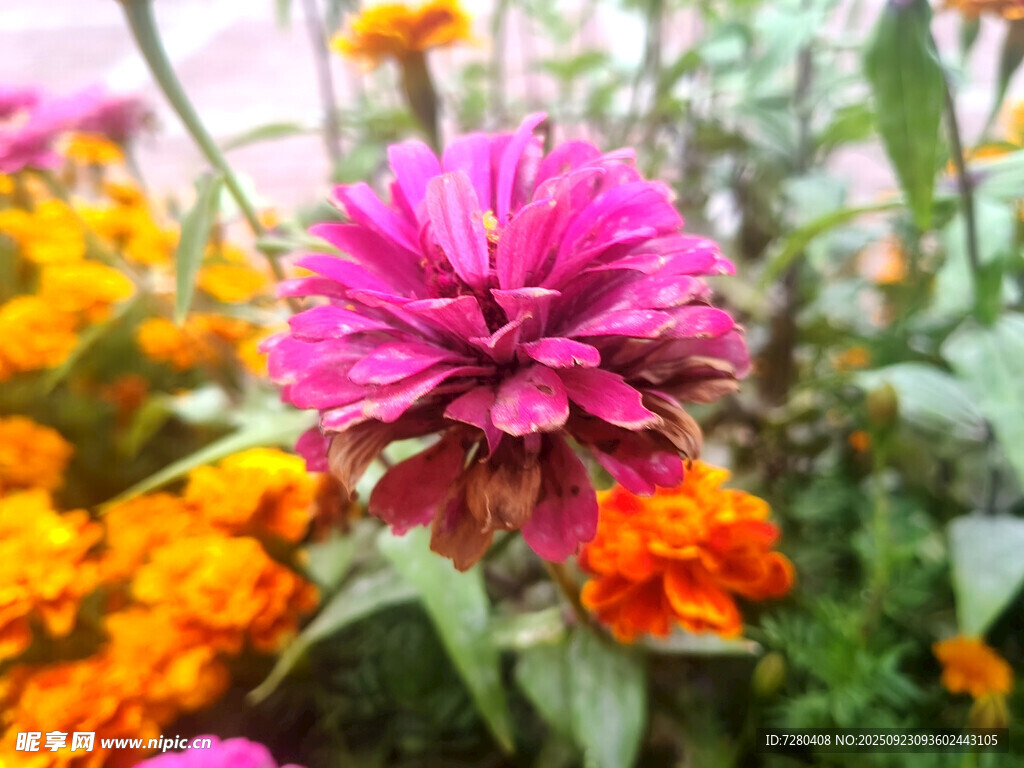 娇艳绽放的多彩百日菊