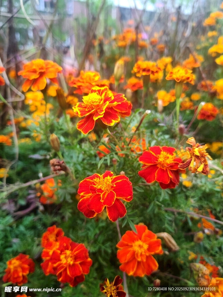 鲜艳万寿菊绽放于花园