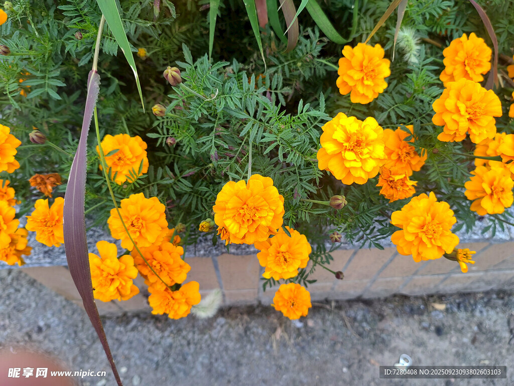 橙色小花绽放于绿植间