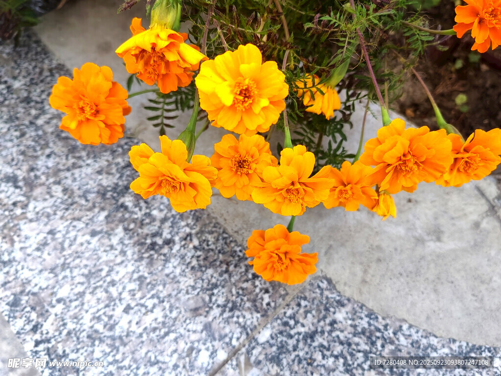 路边绽放的橙黄色花朵
