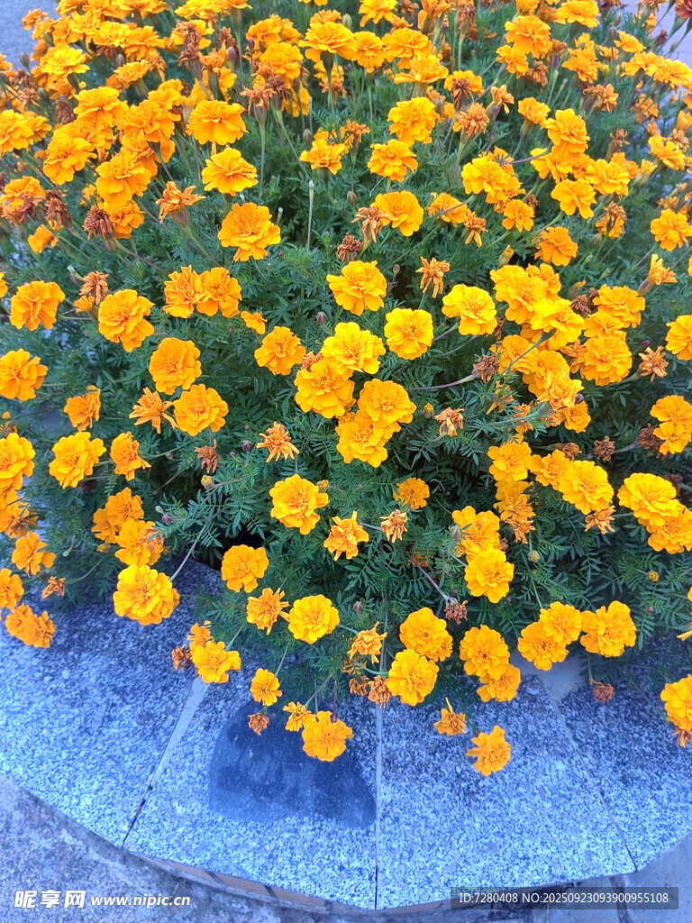 盛放的黄色花朵景观