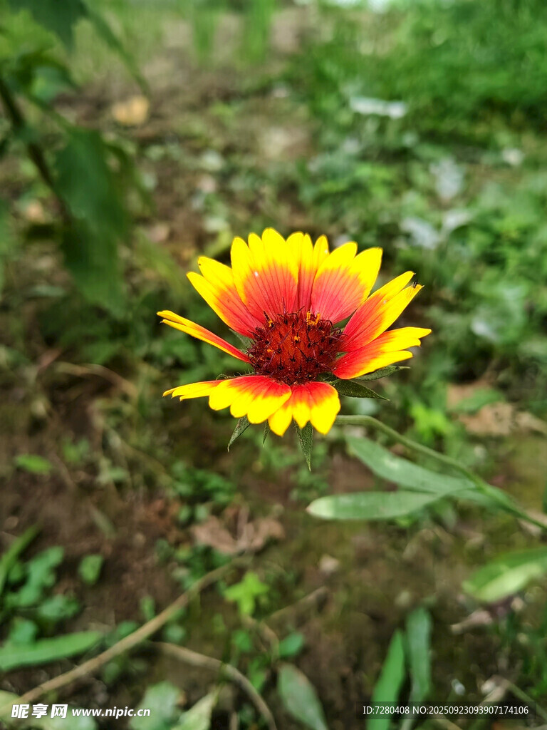 艳丽双色野花绽放