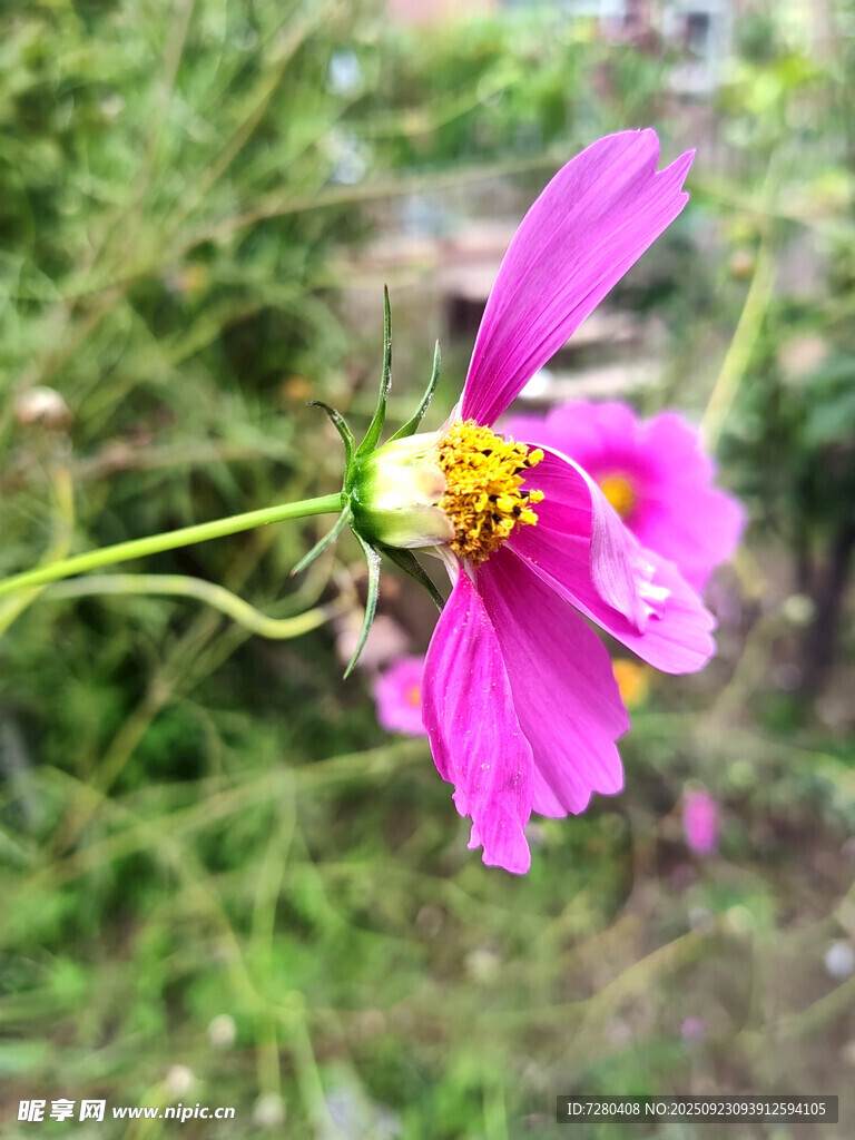 娇艳粉色格桑花特写