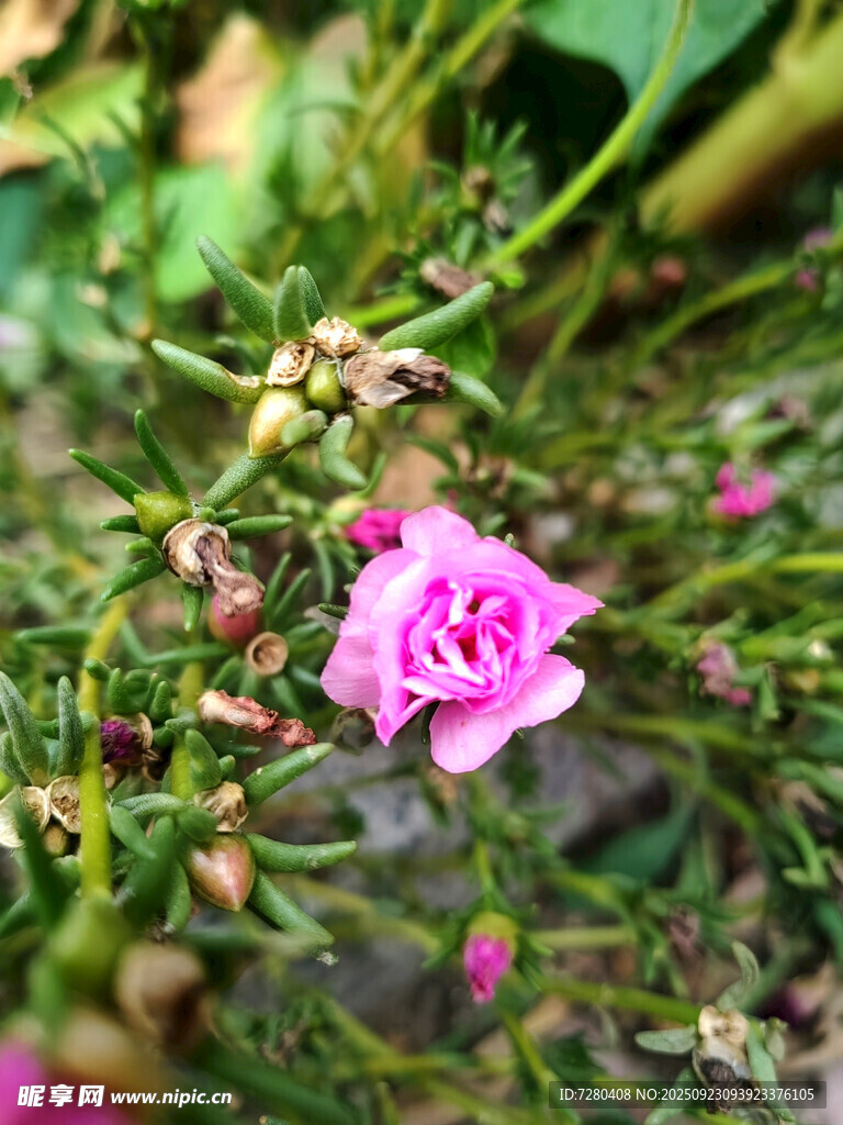 娇艳粉色小花绽放