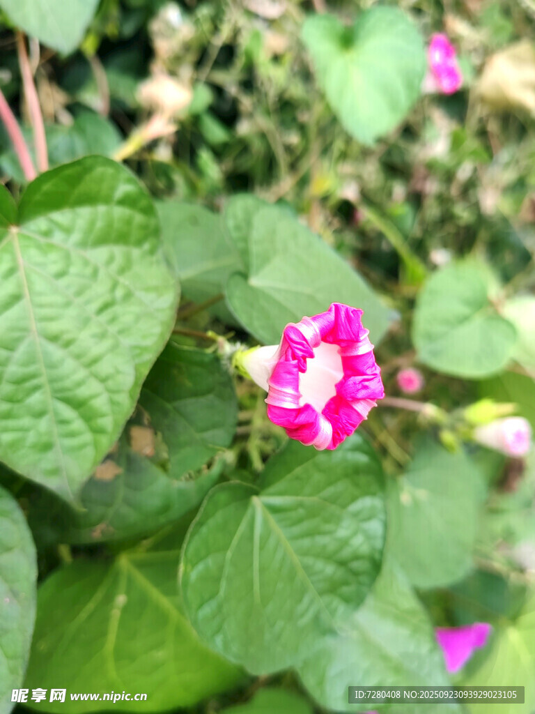 娇艳牵牛花绽放绿叶间