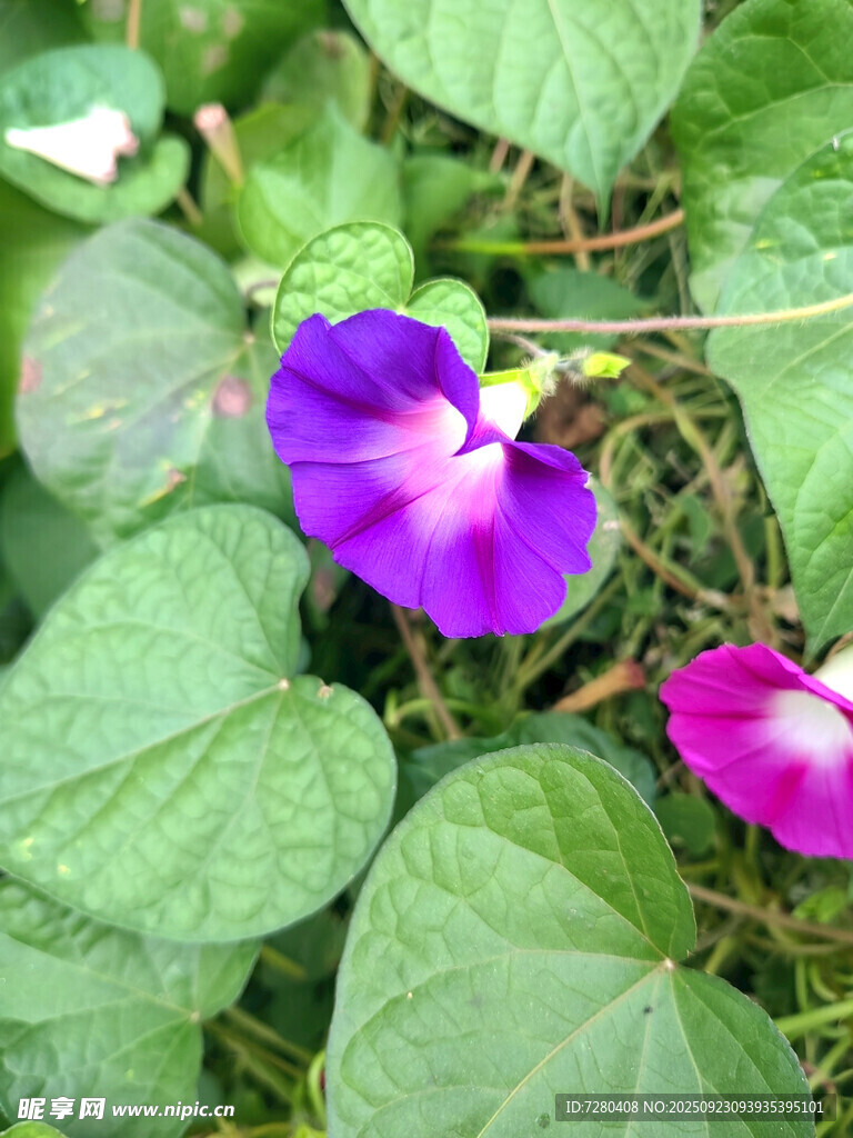 紫色牵牛花绽放绿叶间
