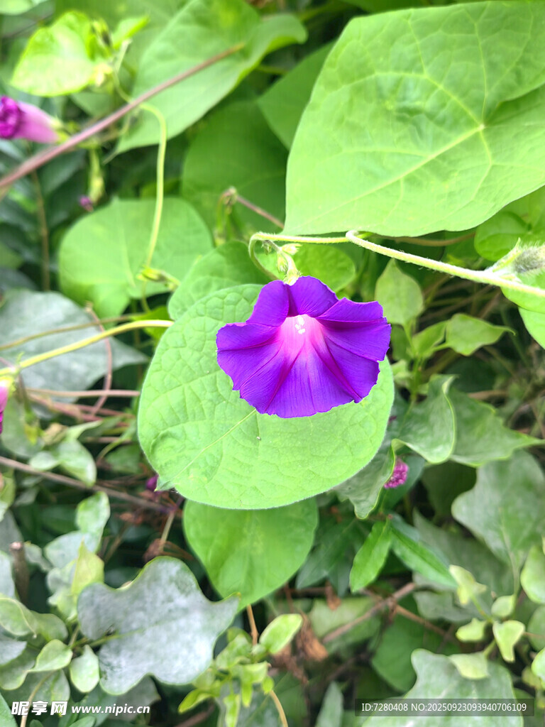 紫色牵牛花绽放绿叶间