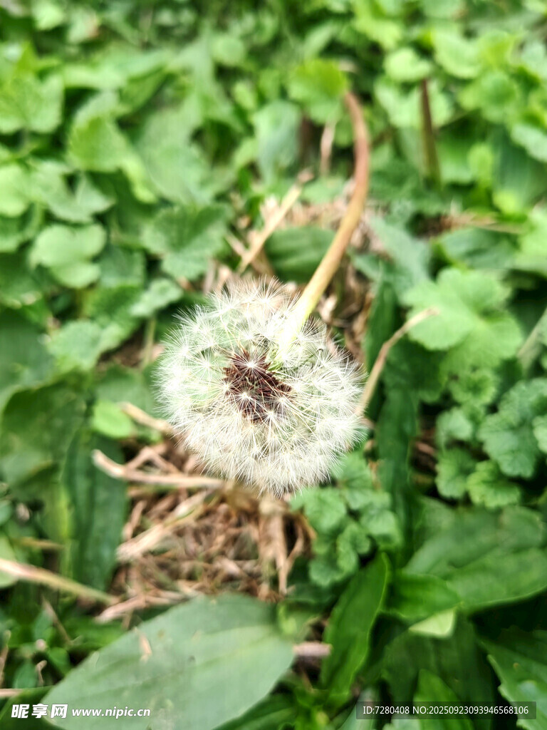 草丛中的蒲公英种子