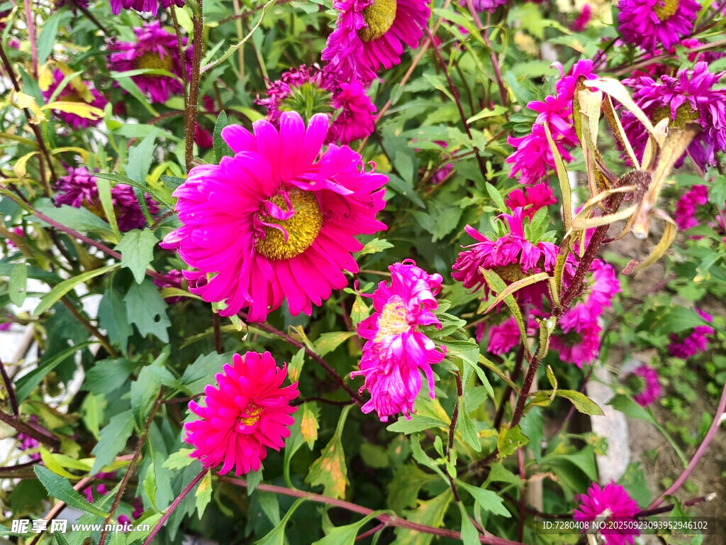 艳丽绽放的玫红色花卉