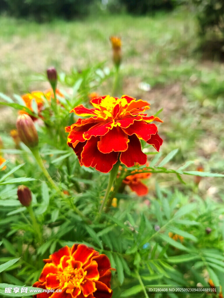 鲜艳万寿菊绽放于绿野