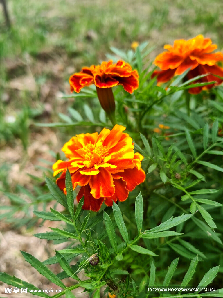 鲜艳万寿菊绽放于绿野