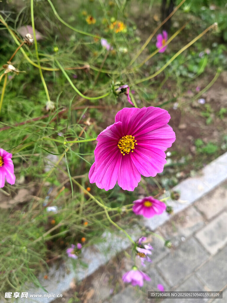 路边绽放的娇艳粉色花朵
