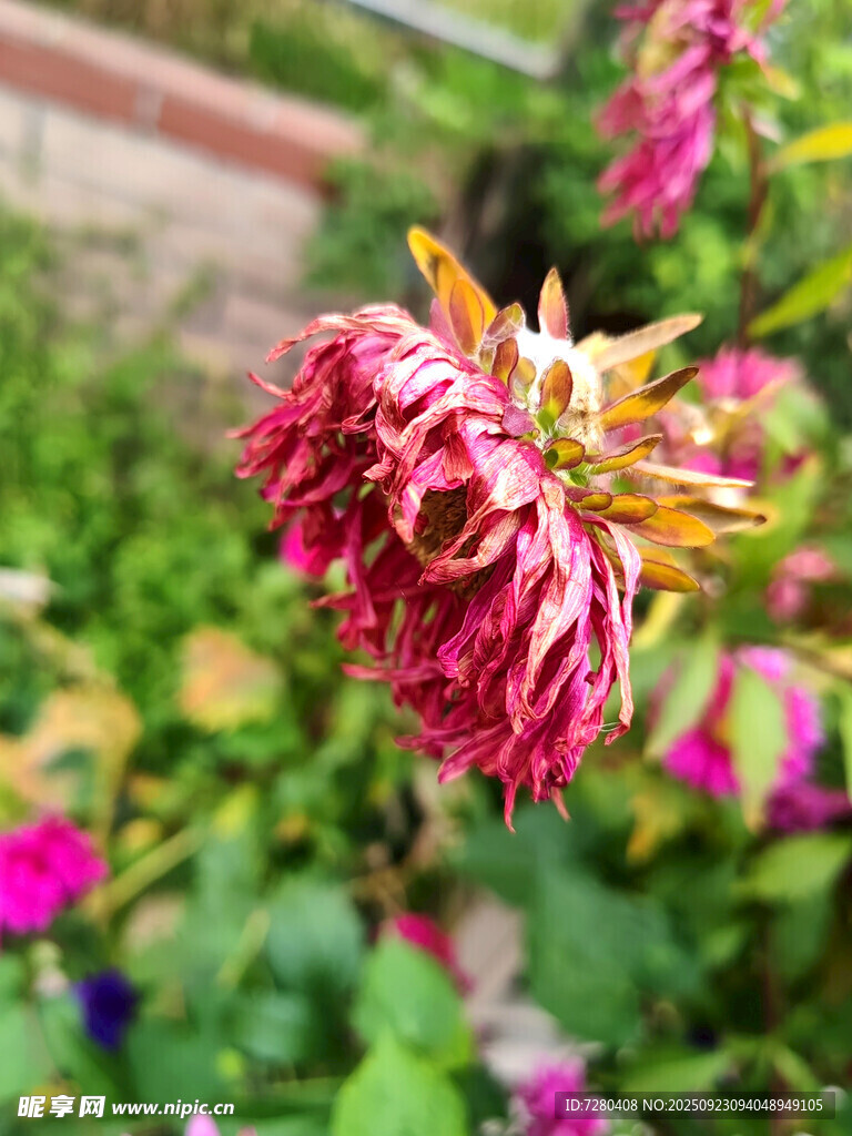 枯萎的粉色花朵
