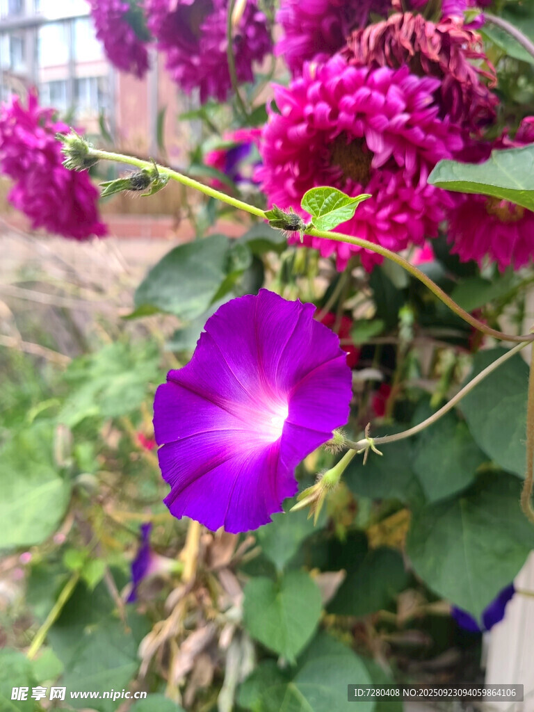 娇艳绽放的紫色牵牛花