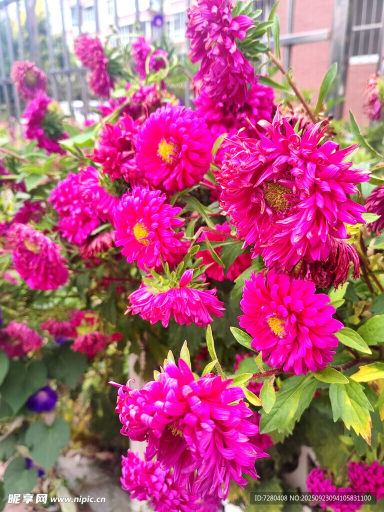 艳丽盛放的粉红色菊花