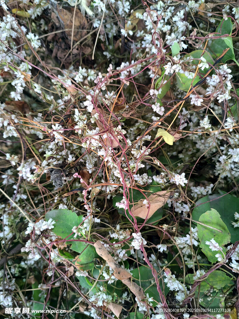 地面生长的多彩植物