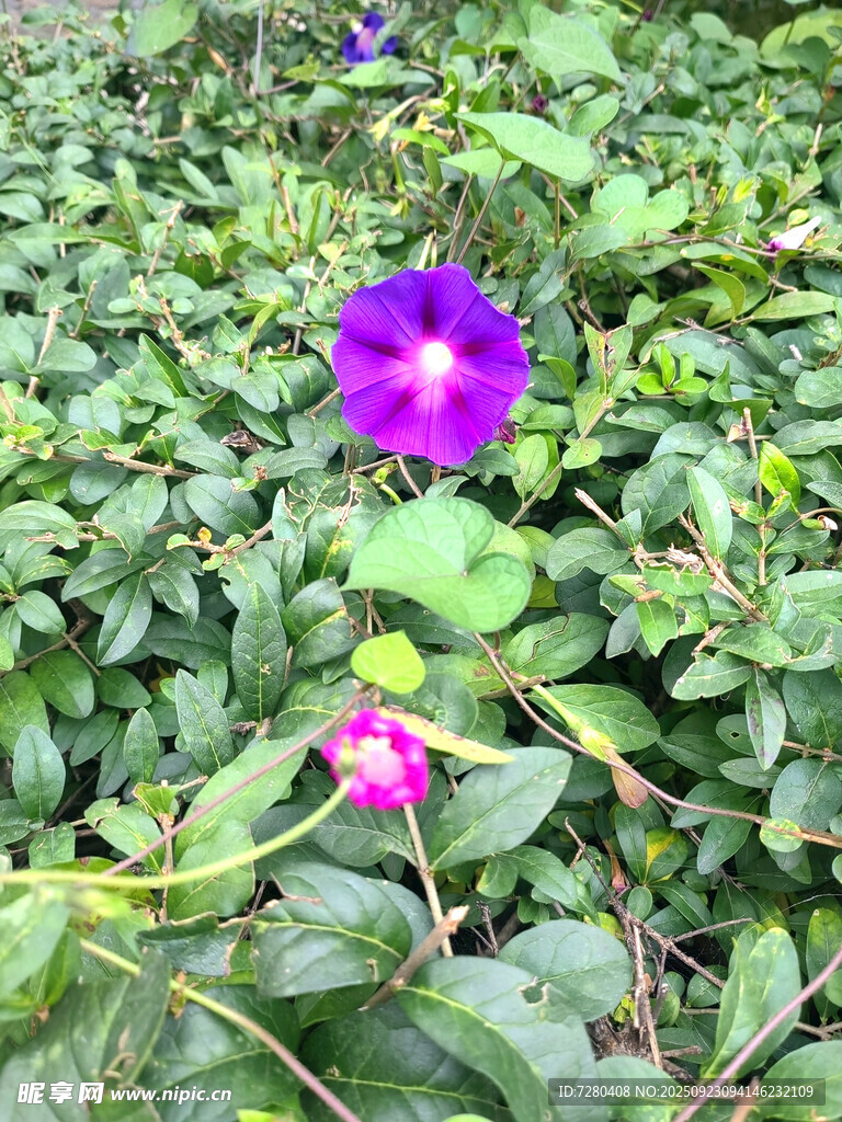 紫色牵牛花绽放绿叶间