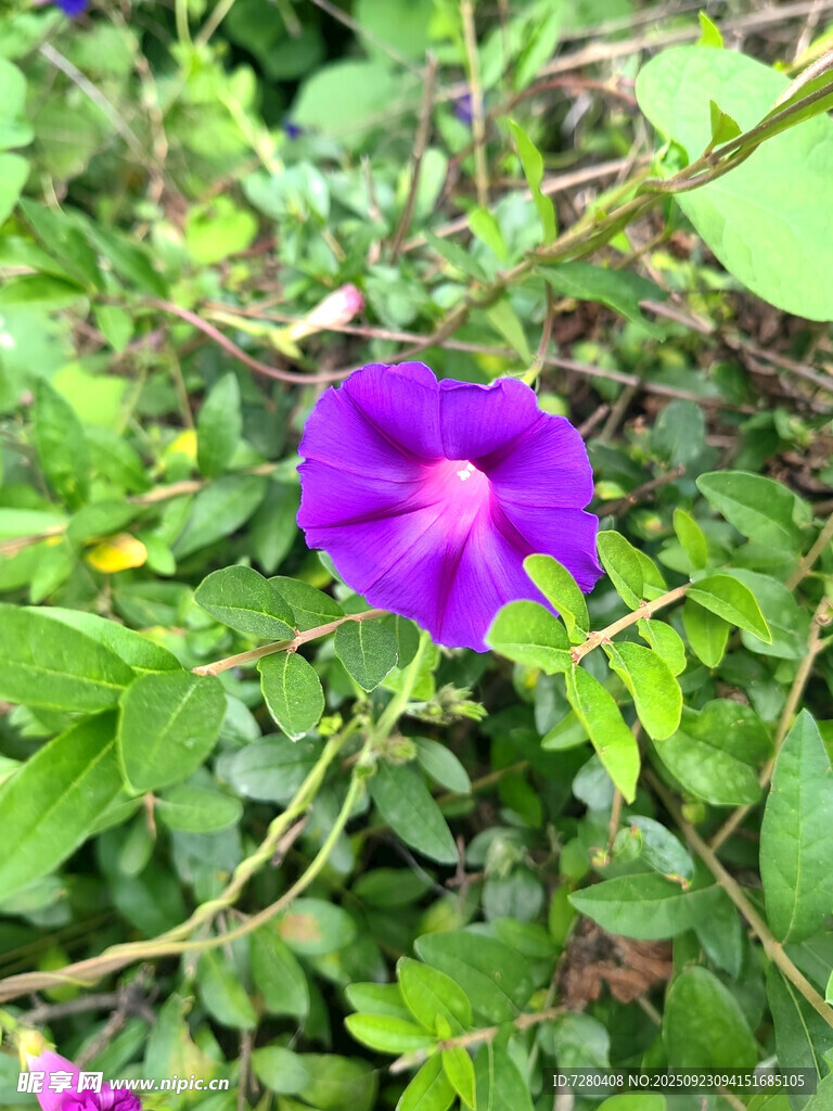 紫色牵牛花绽放于绿叶间