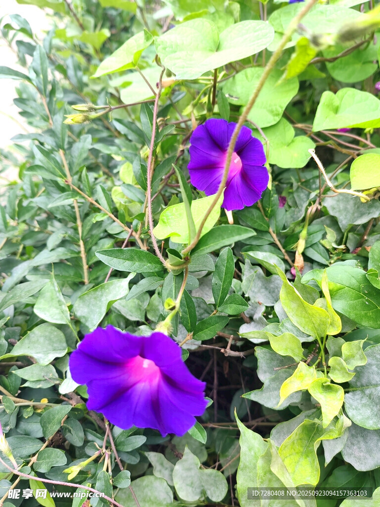 两朵紫色牵牛花绽放