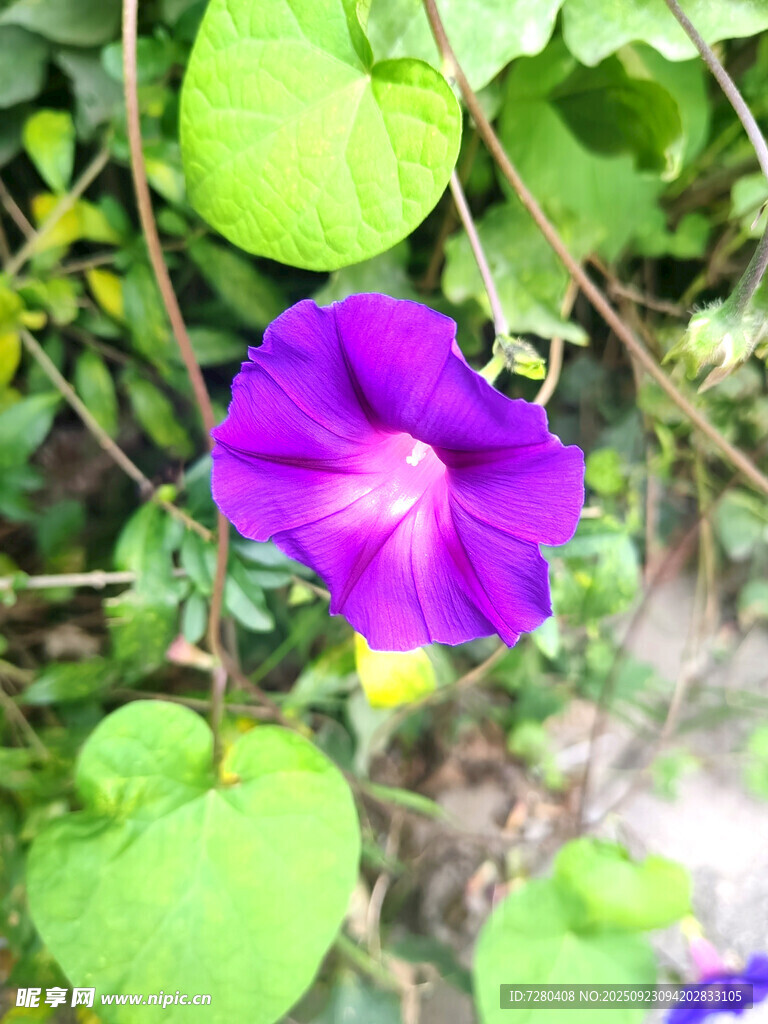 紫色牵牛花绽放绿叶间