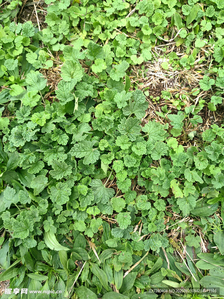 翠绿繁茂的地面爬藤植物