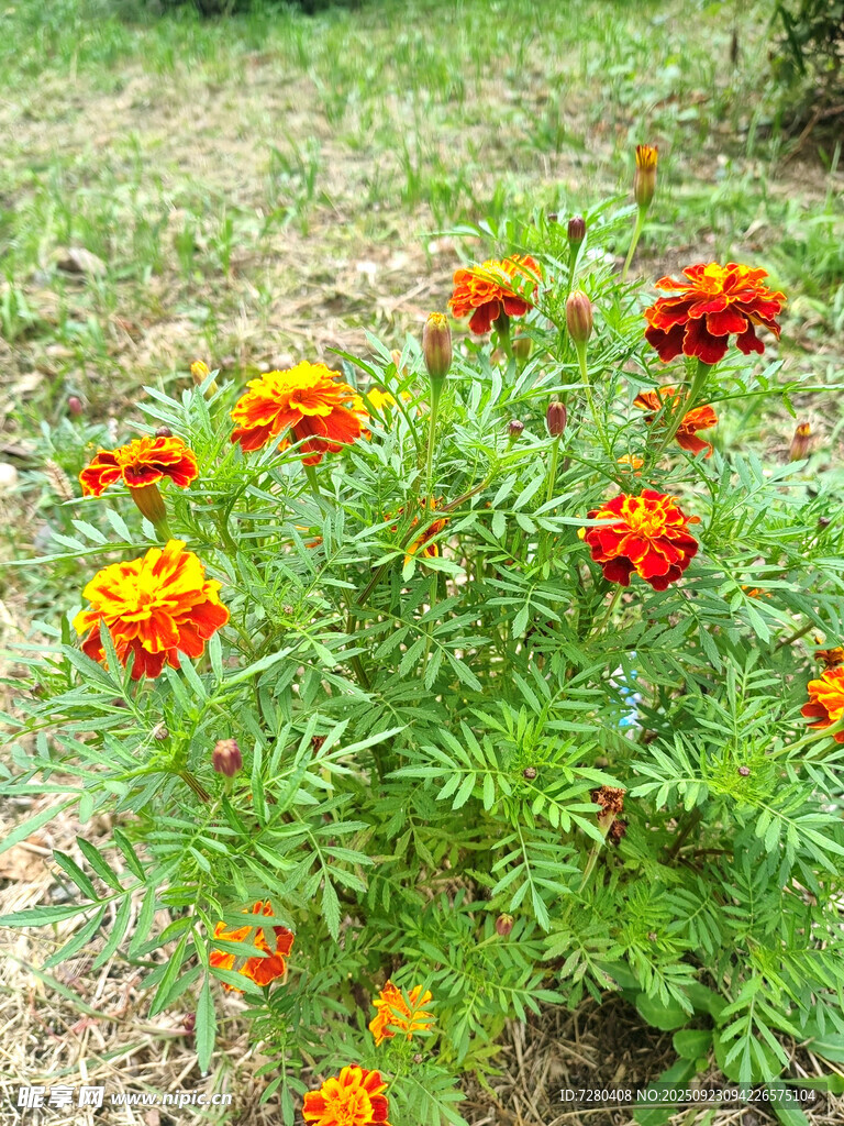 田野中的鲜艳万寿菊