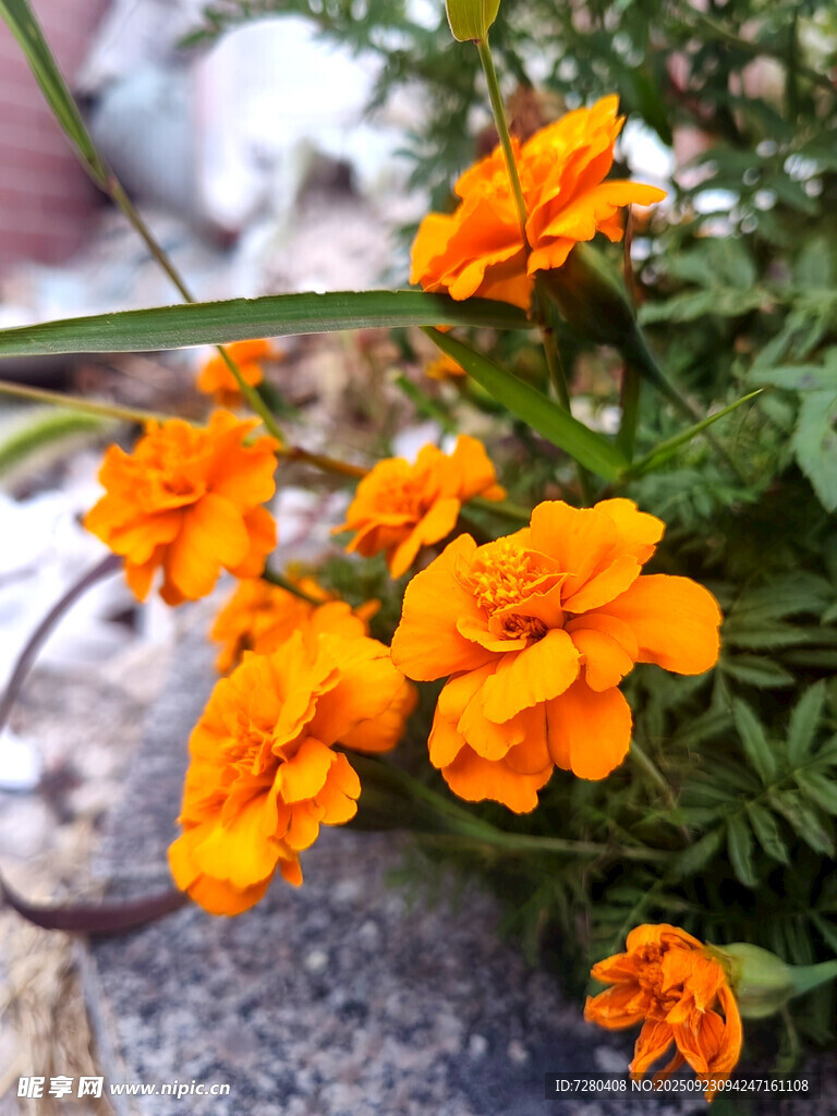 橙色小花绽放于石边