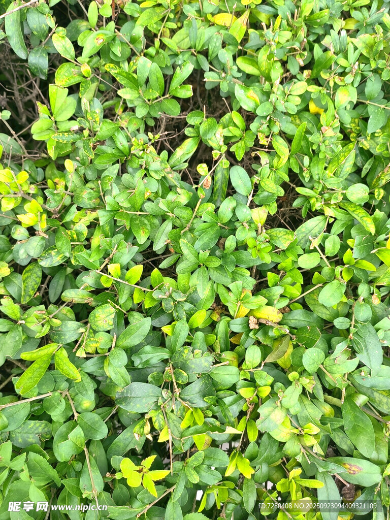 翠绿植物与黄色小花景观