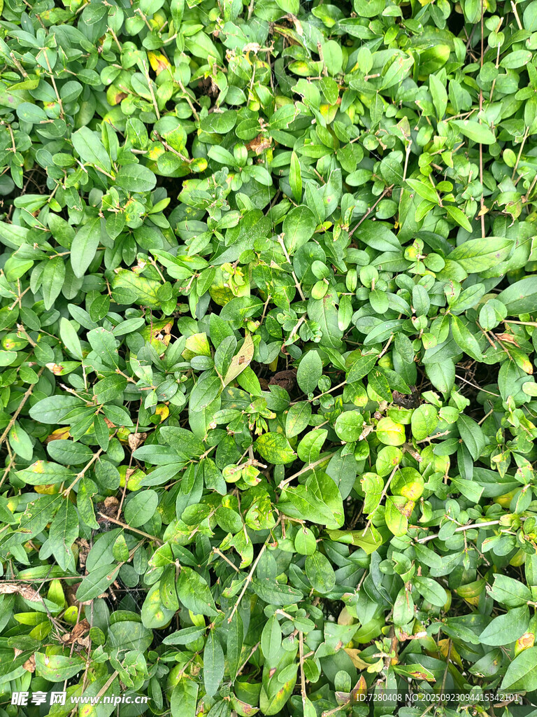 翠绿繁茂的植物叶片