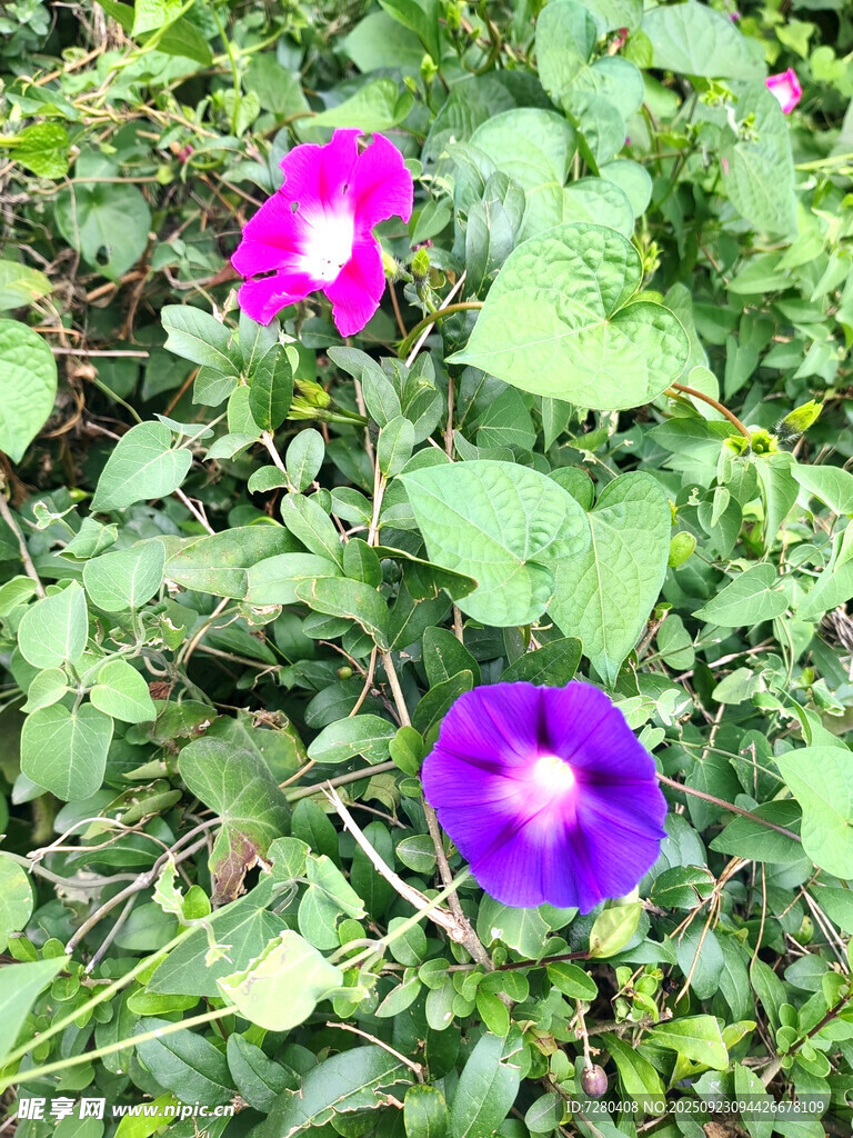 两朵绽放的牵牛花