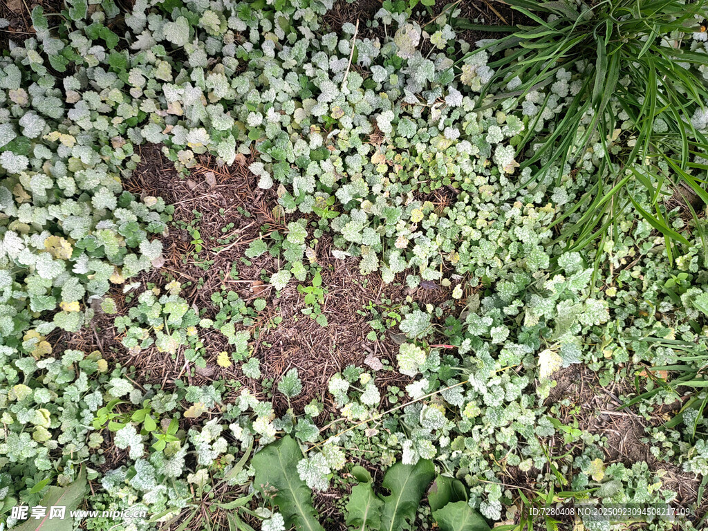 地面多彩植物景观