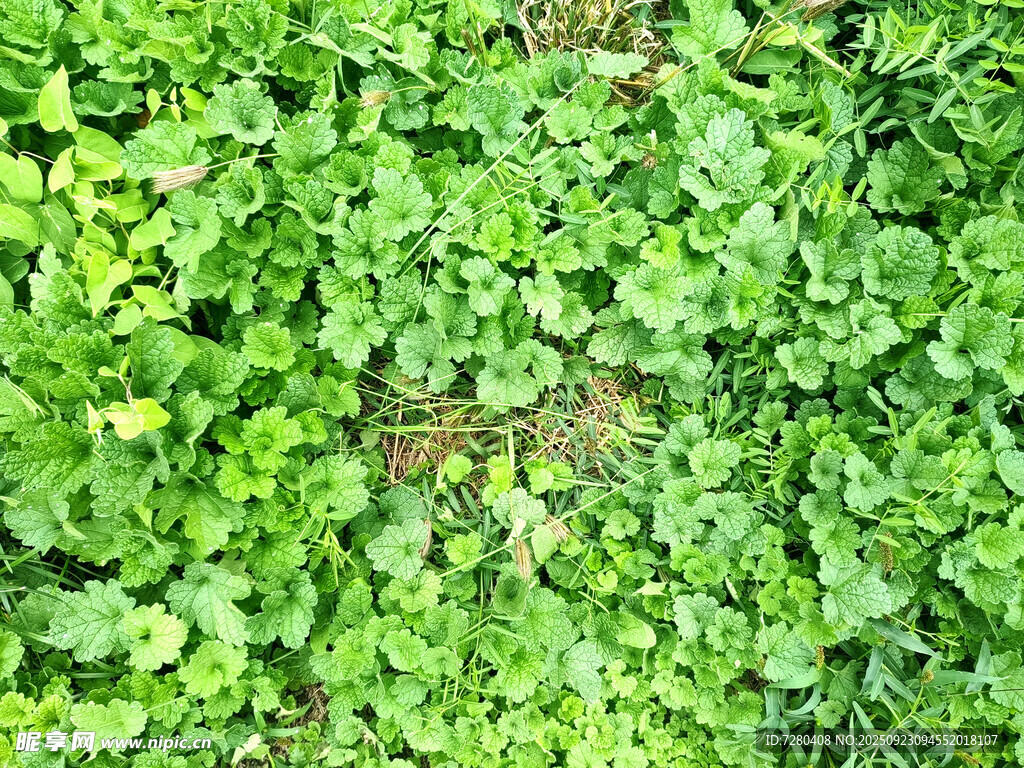 翠绿繁茂的地面植物景观