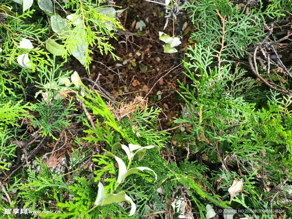 繁茂绿植中的隐秘角落