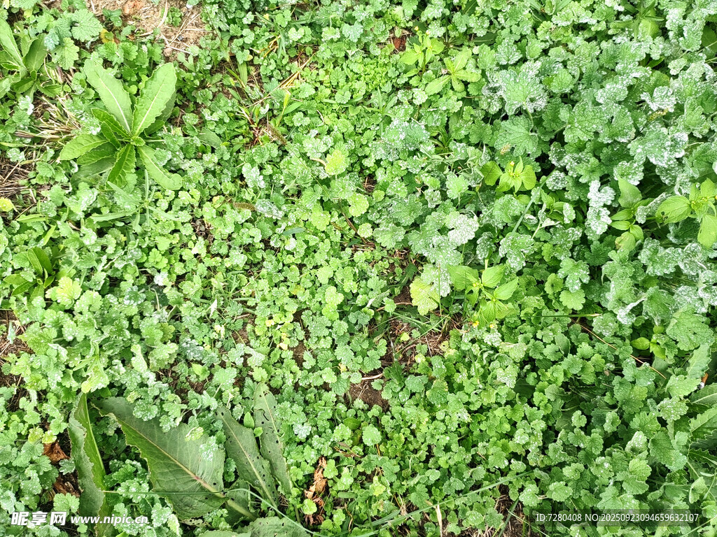 翠绿繁茂的地面植物景观