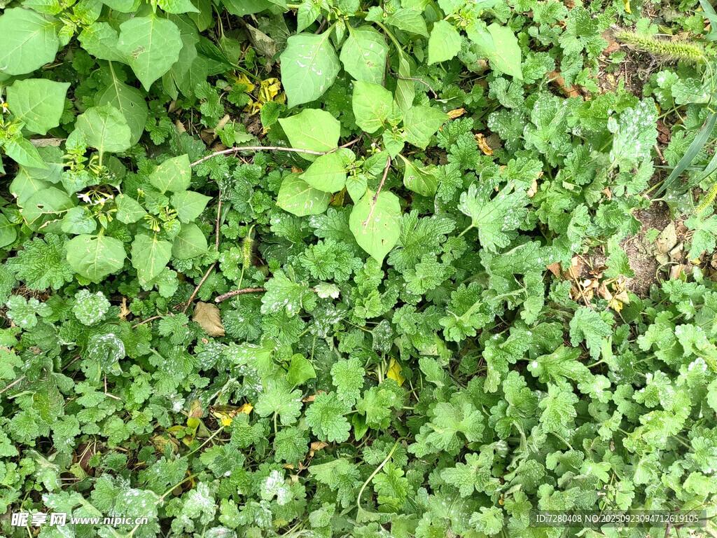 翠绿繁茂的爬藤植物景观