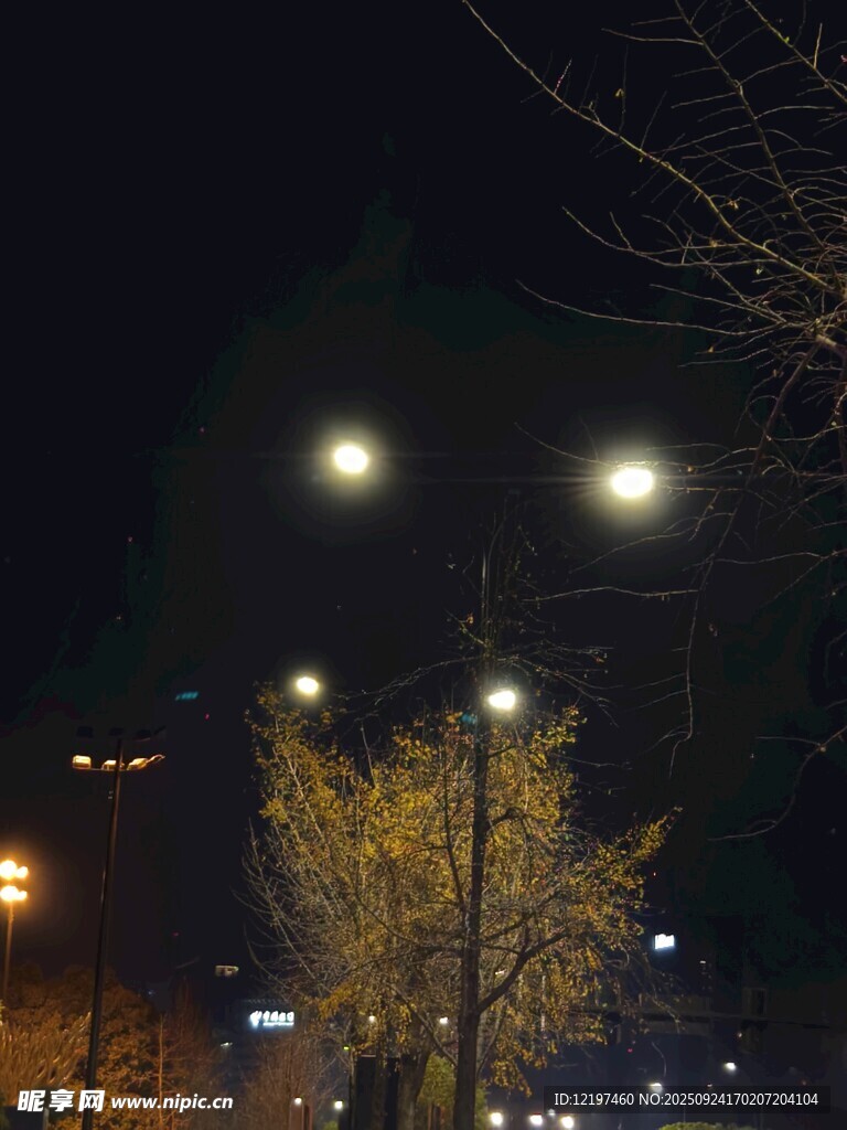 夜晚街道的路灯与树木