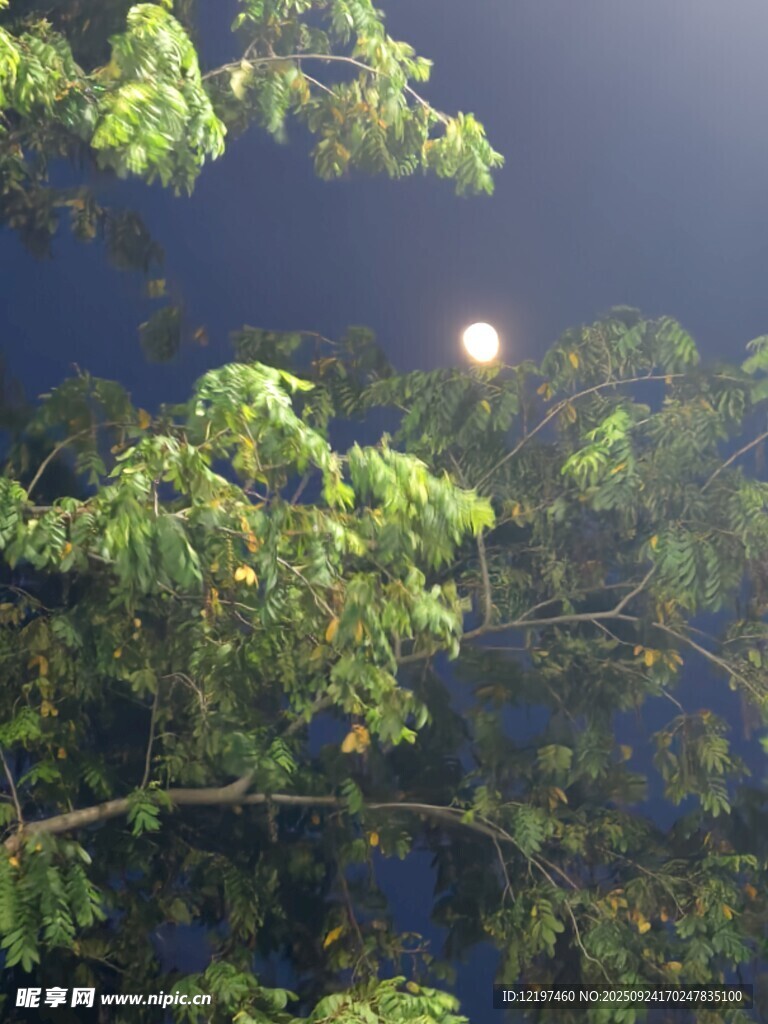 月夜下的繁茂树枝
