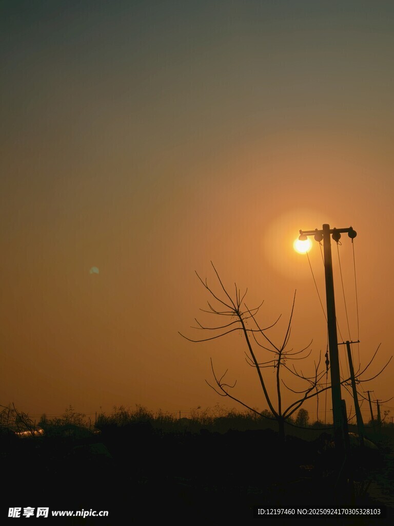 夕阳下的电线杆与枯树