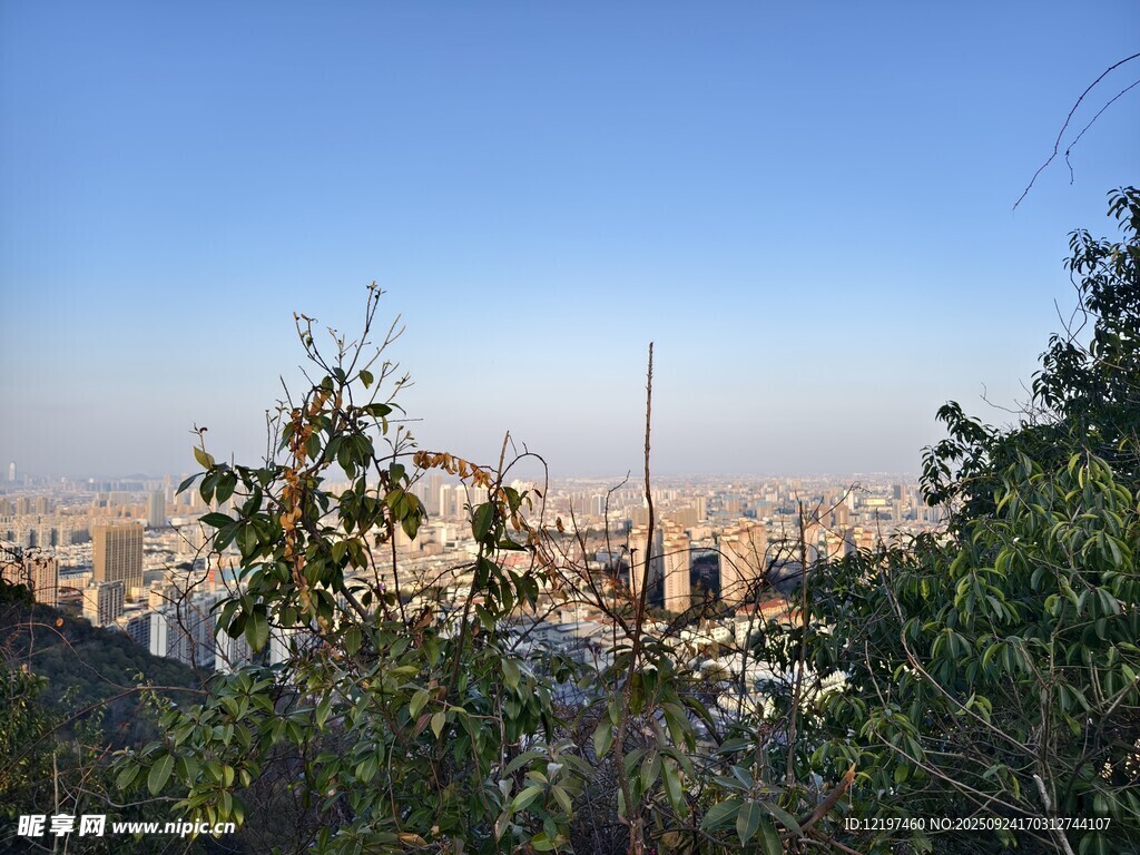 俯瞰城市与绿植景观