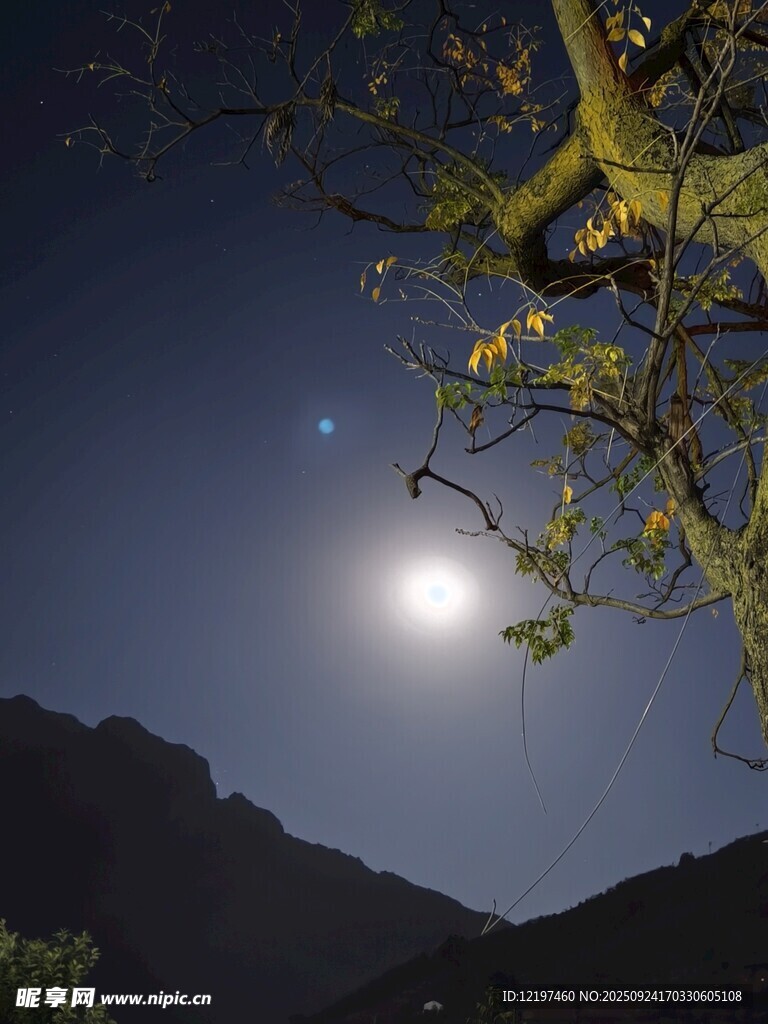 月夜山间树枝与星空美景
